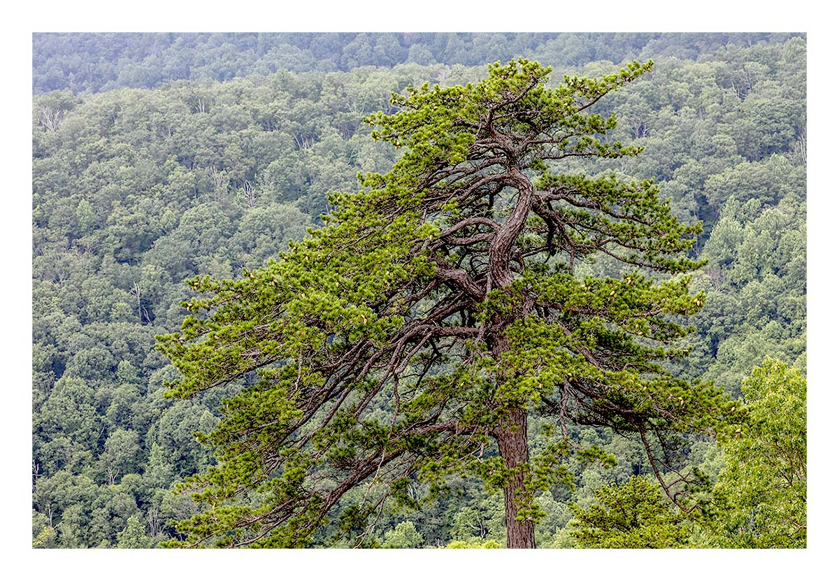 Shenandoah NP